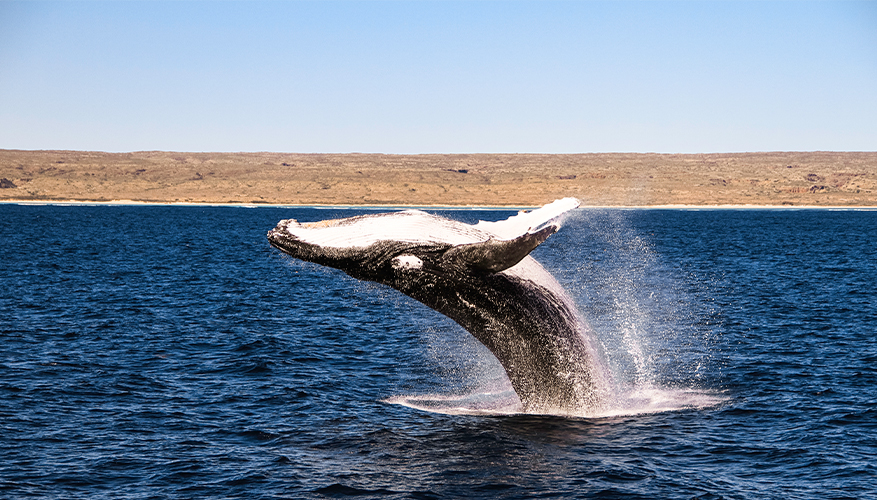 Humpback whale, Exmouth